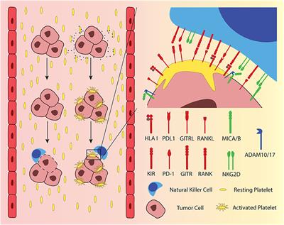 Platelet-Mediated Protection of Cancer Cells From Immune Surveillance – Possible Implications for Cancer Immunotherapy